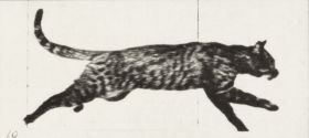 Plate 717 Cat trotting, changing to a gallop — figure reference